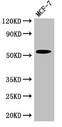 CSB-PA614993LA01HU