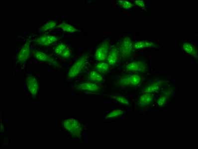 CSB-PA626626LA01HU