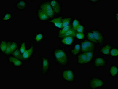CSB-PA838805LA01HU