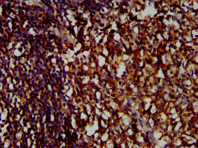 CSB-PA847747LA01HU