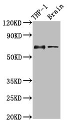 CSB-PA847747LA01HU