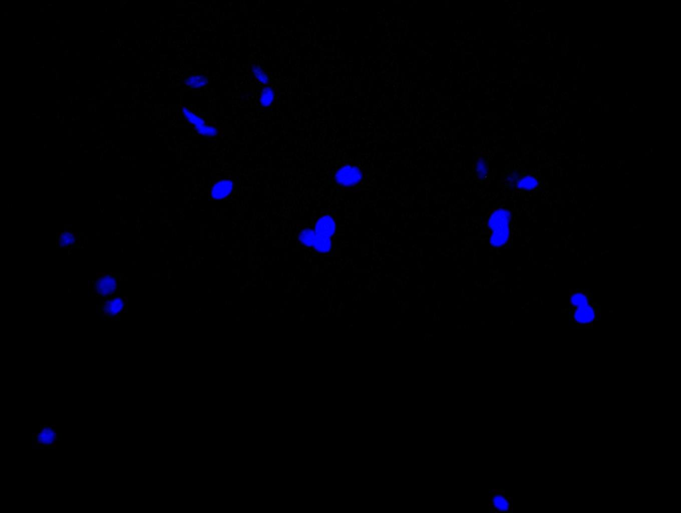CSB-PA850415LA01HU
