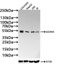 CSB-PA850415LA01HU