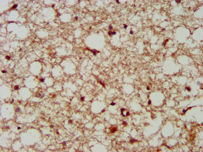 CSB-PA865129LA01HU