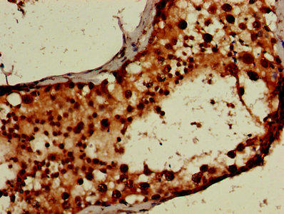 CSB-PA897459LA01HU