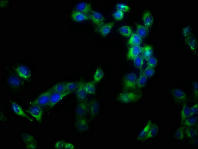 CSB-PA001273LA01HU