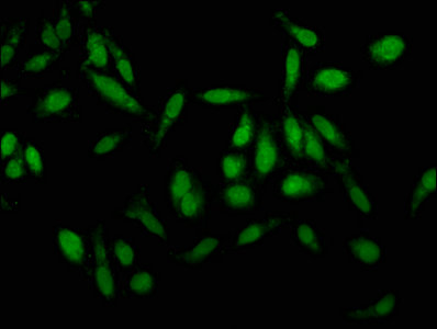 CSB-PA012446LA01HU