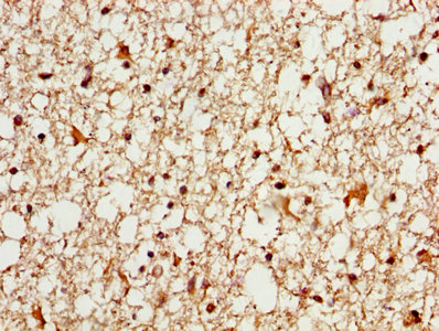 CSB-PA013322LA01HU