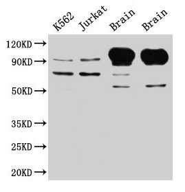 CSB-PA013322LA01HU