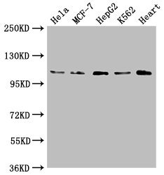 CSB-PA016340LA01HU