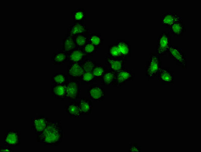 CSB-PA018424LA01HU