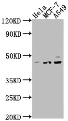 CSB-PA018688LA01HU