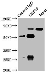CSB-PA613516LA01HU