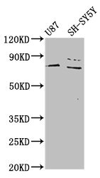 CSB-PA801800LA01HU