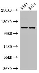 CSB-PA007725LA01HU