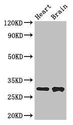 CSB-PA008532LA01HU