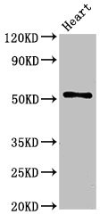 CSB-PA008651LA01HU