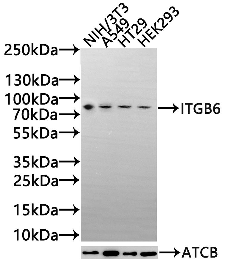 CSB-PA011890LA01HU