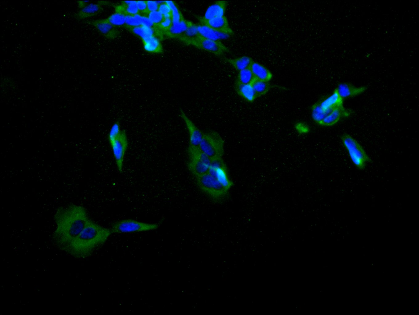 CSB-PA012091LA01HU
