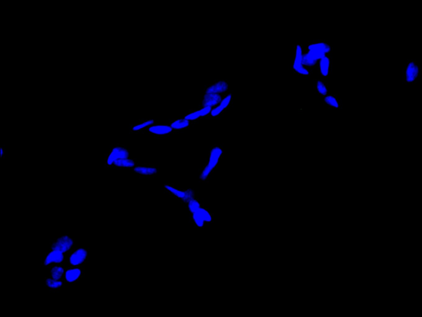 CSB-PA012091LA01HU