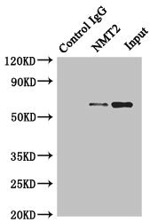 CSB-PA904948 SDS