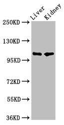 CSB-PA017765LA01HU