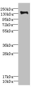 CSB-PA018223ESR1HU