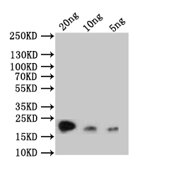 CSB-PA018346XA01SXV WB