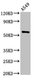 CSB-PA024457LA01HU