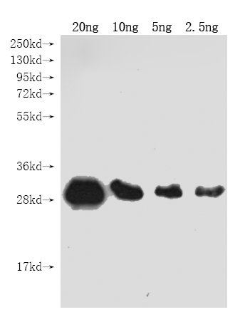 CSB-PA312464ZA01BKX WB