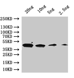 CSB-PA362451XA01SVG WB