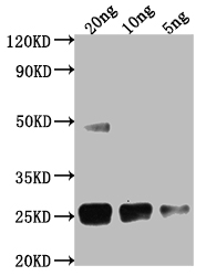 CSB-PA635658XA01DLU WB