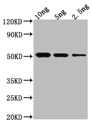 CSB-PA798541XA01DOA WB