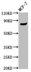 CSB-PA892151LA01HU
