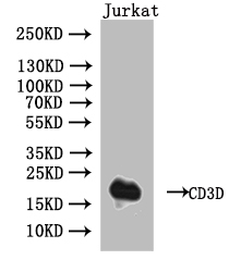 CSB-RA004930MA1HU