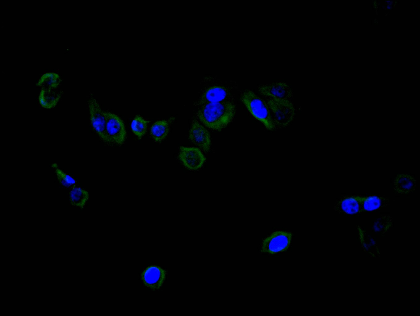 CSB-RA004936MA1HU