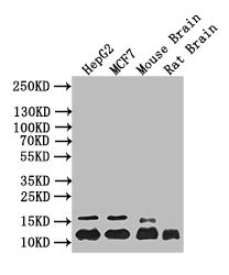 CSB-RA010429MA1HU