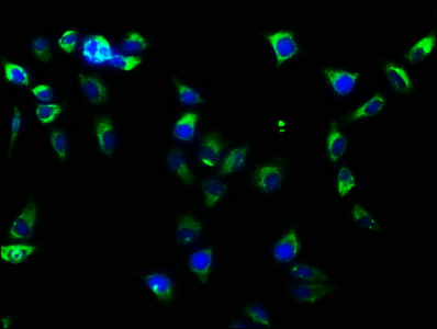 CSB-RA011880A0HU