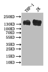 CSB-RA017767MA1HU