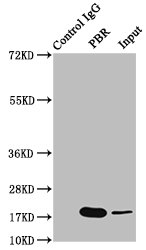 CSB-RA025168A0HU