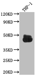 CSB-RA163349A0HU