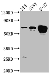 CSB-RA172909A0HU