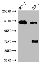 CSB-RA217661A0HU