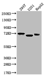 CSB-RA224413A0HU