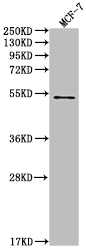 CSB-RA240597A0HU