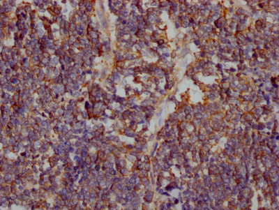 CSB-RA297401A0HU