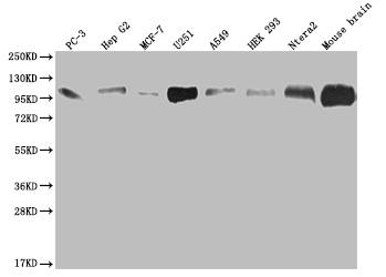 CSB-RA437652A0HU