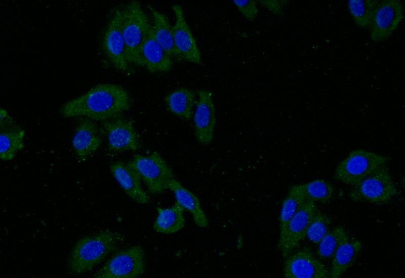 CSB-RA438622A0HU