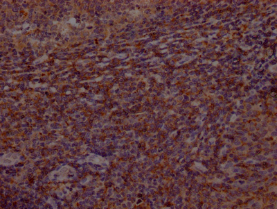 CSB-RA553167A0HU