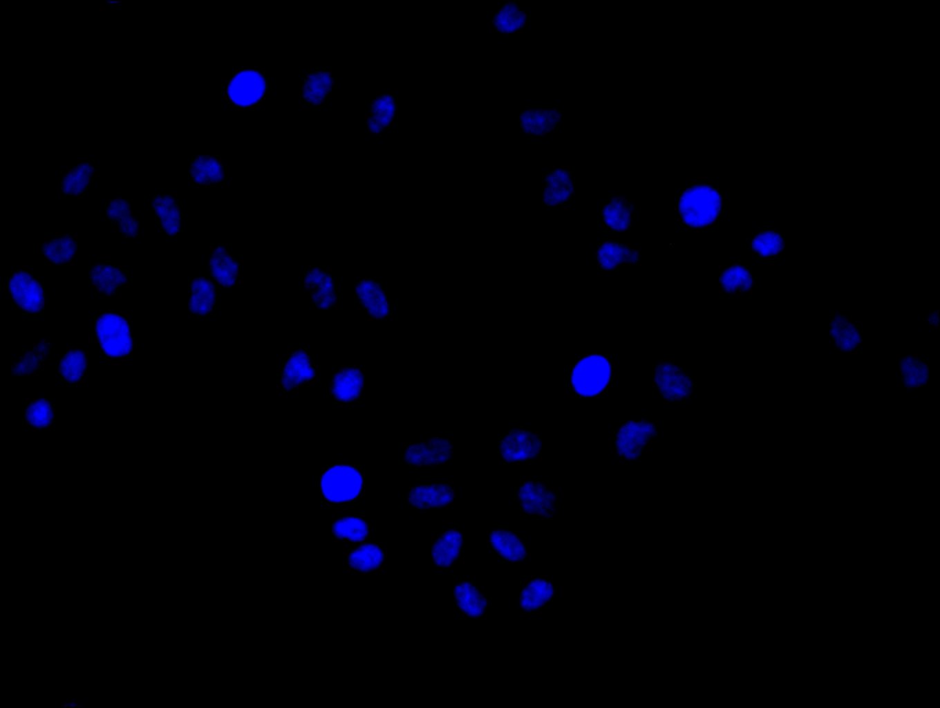 CSB-RA555745A0HU